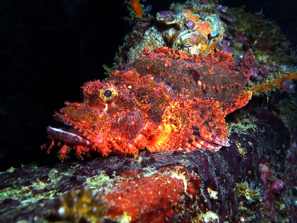 Scorpionfish Camouflaged Wreck Boracay Philippines — Stockfoto