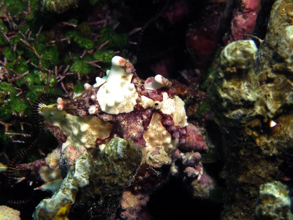 Close Warty Frogfish Siquijor Philippines — Stockfoto