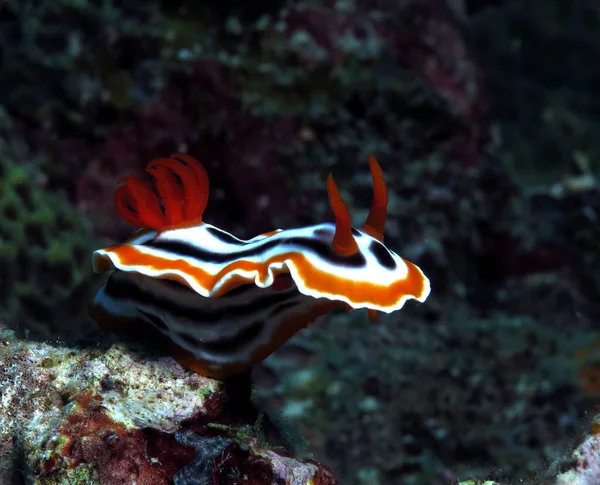 Chromodoris Magnifica Nudibranch Siquijor Philippines — Stockfoto