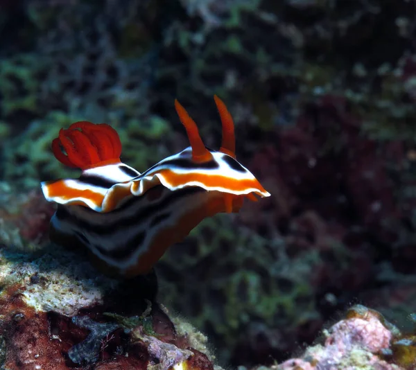 Chromodoris Magnifica Nudibranch Siquijor Philippines — Foto de Stock