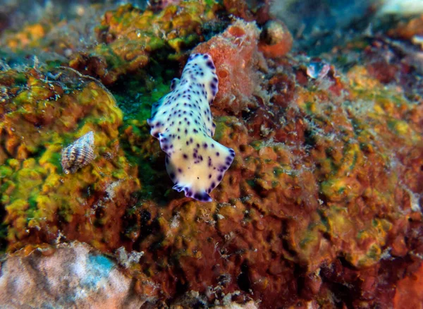 Purpurově Skvrnitý Flatworm Boracay Island Filipíny — Stock fotografie