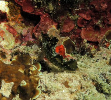 Bir Elysia Marginata çıplaklığı Cebu Filipinlerinde sürünüyor