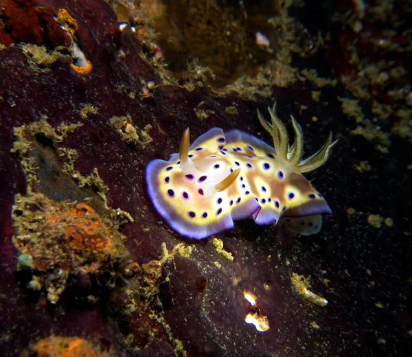 Goniobranchus Kuniei Nudibranch Plazí Boracay Island Filipíny — Stock fotografie
