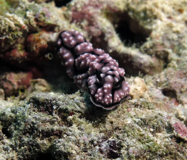 Front View Phyllidiella Pustulosa Nudibranch Corals Cebu Philippines — Fotografia de Stock