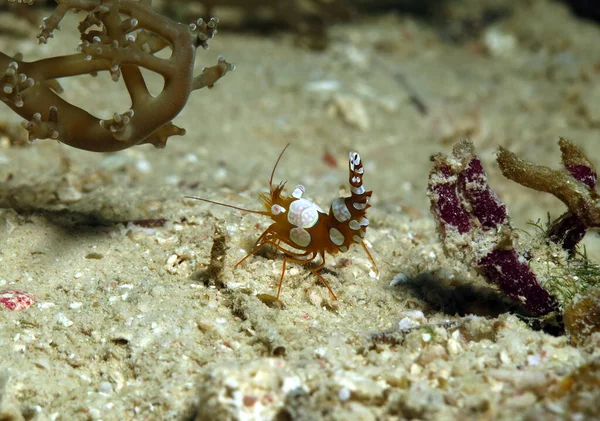 Seksi karides Cebu Filipinleri olarak da bilinen bir çömelmiş karides.