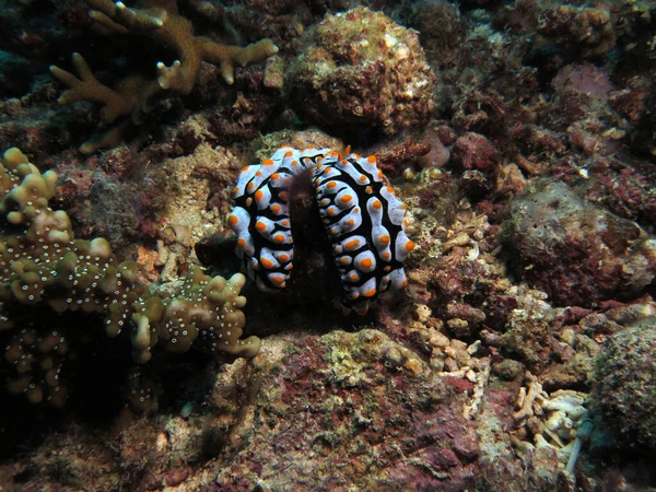 Pair Phyllidia Varicosa Nudibranchs Rocks Cebu Philippines — стоковое фото