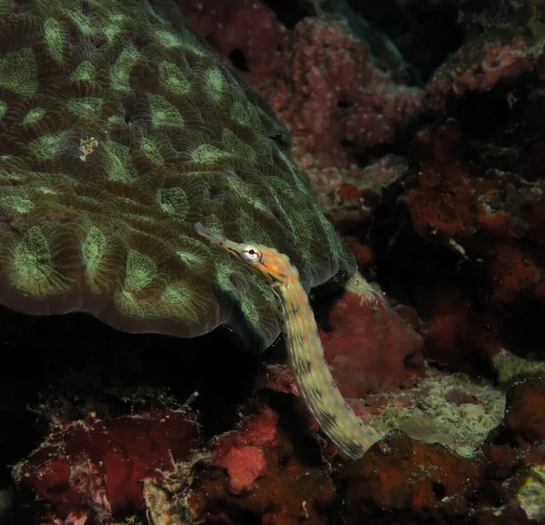 Schultz Pipefish Corals Panagsama Beach Cebu Philippines — 图库照片