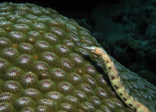 Schultz Pipefish Corals Panagsama Beach Cebu Philippines — Stock Photo, Image