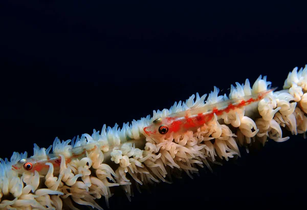 Ein Paar Whip Coral Gobys Auf Einer Weißen Whip Coral — Stockfoto