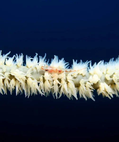Whip Coral Goby White Whip Coral Cebu Philippines — Stockfoto