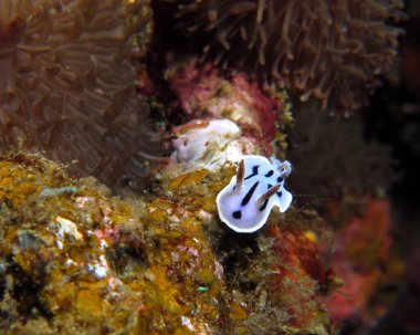 A Chromodoris Willani nudibranch Boracay Philippines 