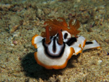 A Chromodoris Magnifica nudibranch crawling on sand Boracay Island Philippines
