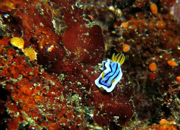 Chromodoris Lochi Nudibranch Boracay Island Philippines — Photo