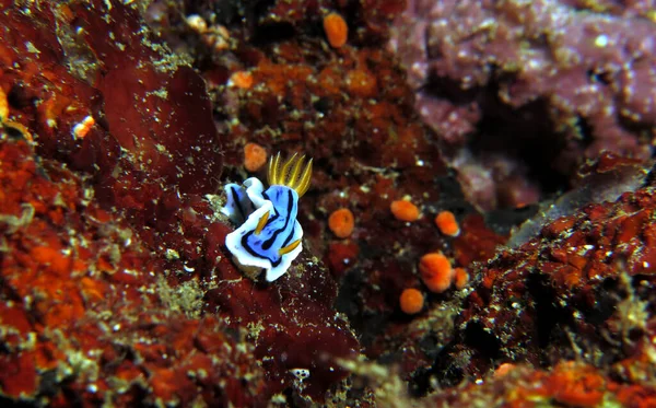 Chromodoris Lochi Nudibranch Boracay Island Philippines — Stock fotografie