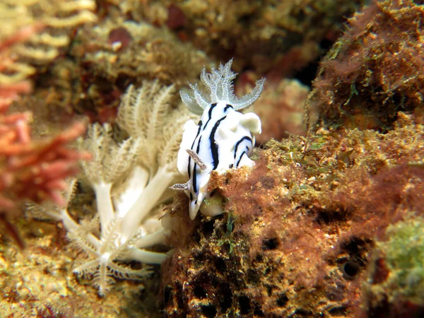 Chromodoris Willani Nudibranch Crawling Soft Corals Boracay Philippines — Fotografia de Stock