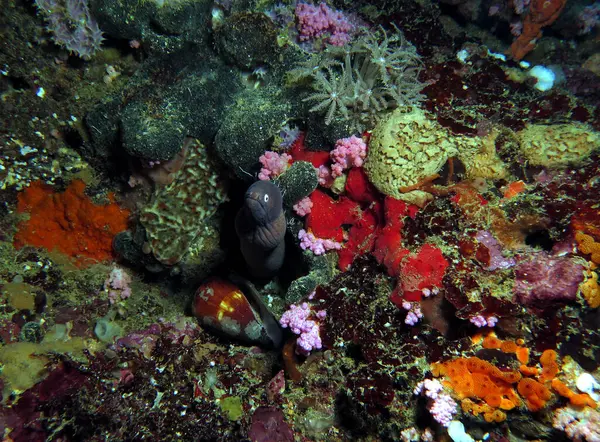 White Eyed Moray Corals Boracay Island Philippines — Fotografia de Stock