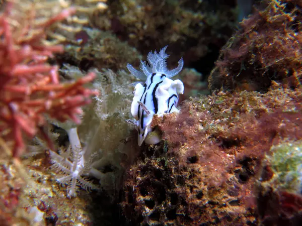 Chromodoris Willani Nudibranch Crawling Soft Corals Boracay Philippines — Stock fotografie