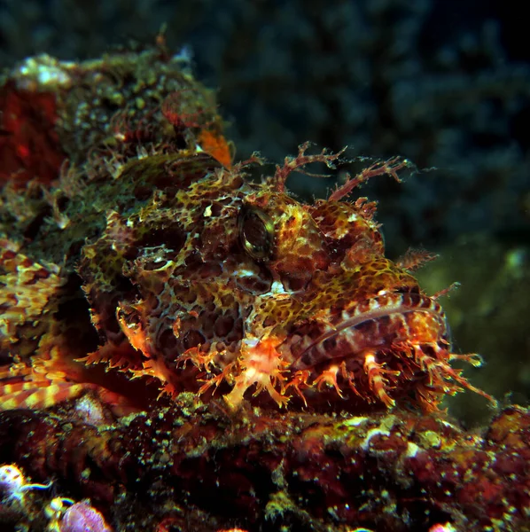 Bearded Scorpionfish Boracay Philippines – stockfoto