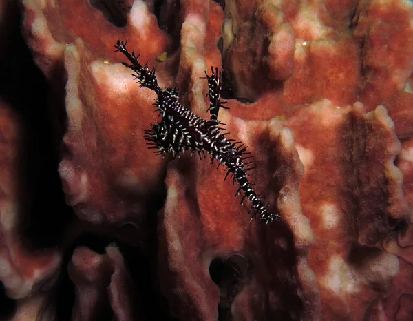 Black Ornate Ghost Pipefish Boracay Philippines — Fotografia de Stock