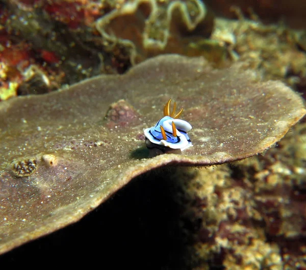 Chromodoris Lochi Nudibranch Brown Soft Coral Boracay Island Philippines — Stockfoto