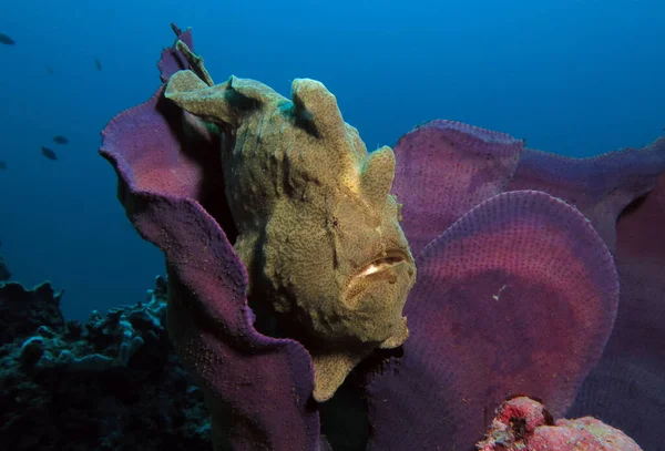 Green Frogfish Purple Coral Boracay Philippines — Stock Fotó