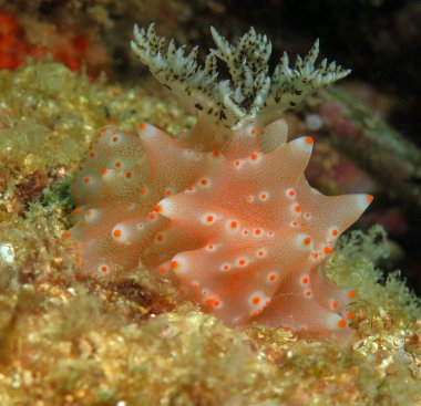 A Halgerda Batangas nudibranch Boracay Philippines