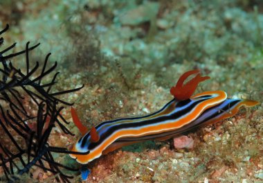 A Chromodoris Quadricolor nudibranch crawling on sand Boracay Island Philippines