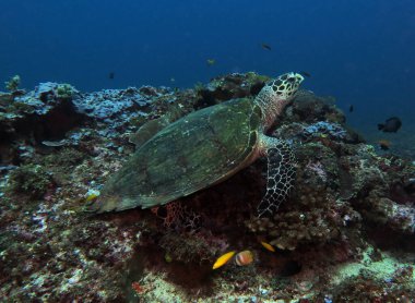 A Hawksbill turtle resting on corals Boracay Philippines