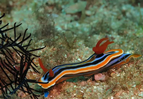 Chromodoris Quadricolor Nudibranch Crawling Sand Boracay Island Philippines — Stock Photo, Image