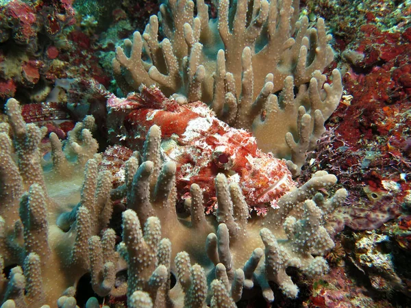 Bearded Scorpionfish Camouflaged Soft Corals Boracay Philippines — 图库照片