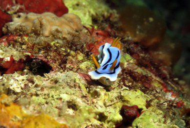 Front view of a Chromodoris Lochi nudibranch Boracay Philippines