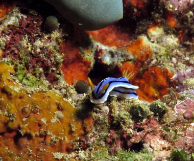 A Chromodoris Lochi nudibranch Boracay Philippines