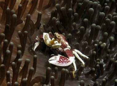 A small Porcelain crab in anemone Boracay Philippines