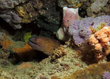 A Giant Moray eel camouflaged amongst corals Boracay Philippines