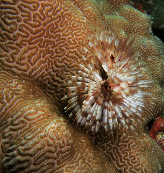 Tube Worm Brown Coral Cebu Philippines — Stockfoto