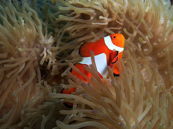 False Clown Anemonefish Anemone Cebu Philippines — Stok fotoğraf