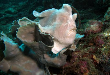 Gri bir mercan Boracay Adası Filipinlerinde beyaz bir kurbağa balığı