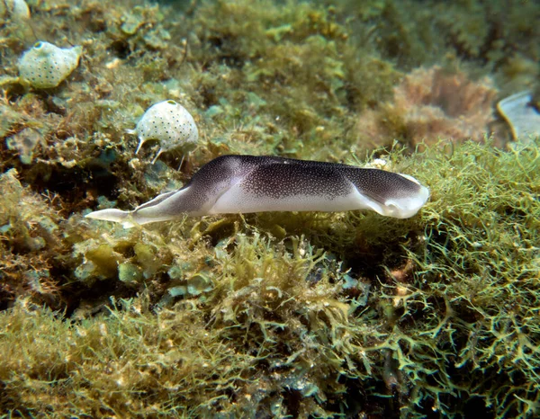 Chelidonura Amoena Nudibranch Boracay Wyspa Filipiny — Zdjęcie stockowe