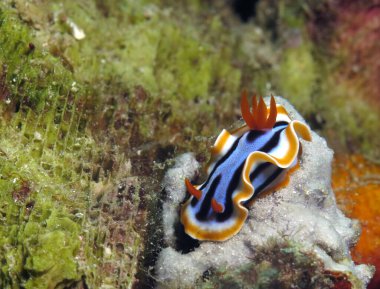 Kromodoris Annae beyaz mercan Cebu Filipinleri 'nde çıplak daldır                            