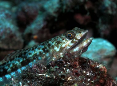 Pescador Adası Filipinleri 'ndeki mercanlar arasında bir kum kertenkelesi manzarası