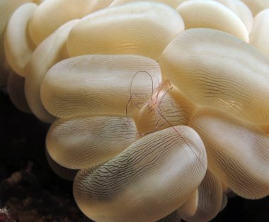 Kabarcık mercan mercan karidesi Cebu Filipinleri