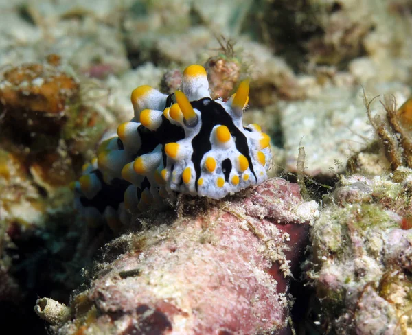 Front View Phyllidia Varicosa Nudibranch Cebu Philippines — Stock Photo, Image