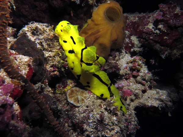 Minor Notodoris Nudibranch Also Known Banana Nudibranch Corals Cebu Philippines — Stock Photo, Image