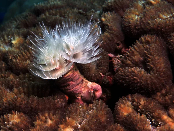 White Tube Worm Brown Coral Cebu Philippines — Stockfoto