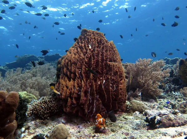 Pescador Adası Filipinleri 'nde dev bir fıçı sünger.