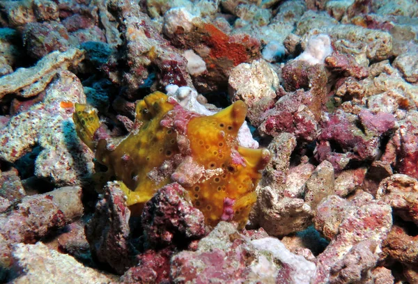 Nahaufnahme Eines Warzigen Anglerfisches Auf Felsen Pescador Island Philippinen — Stockfoto