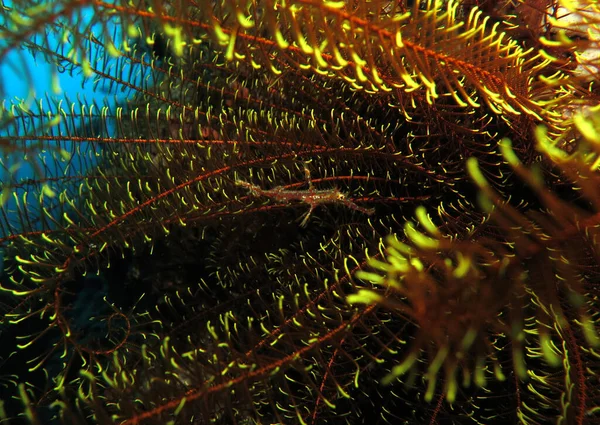 Yellow Ornate Ghost Pipefish Camouflaged Feather Star Cebu Philippines — Stockfoto