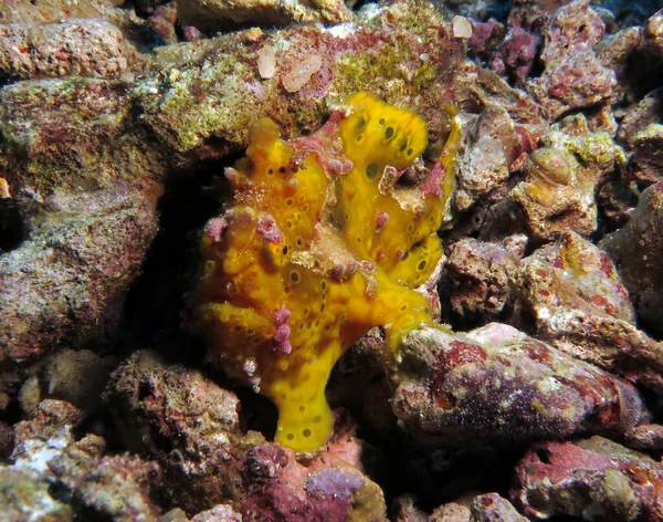 Sarı Siğilli Kurbağa Balığı Cebu Filipinleri 'nin yakın görüntüsü