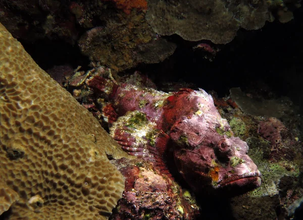 Devil Scorpionfish Álcázott Korallok Között Pescador Sziget Fülöp Szigetek — Stock Fotó