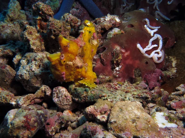Yellow Warty Frogfish Cebu Philippines — Fotografia de Stock